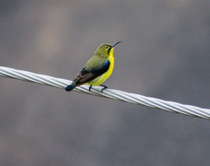 bird on cable