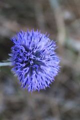 blue flower