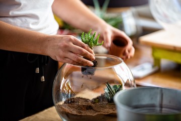 Terrarium planting in workshop event