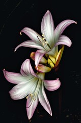 Wild Lily in the Garden. Close-up, early autumn.