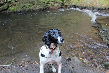 Springer spaniel river