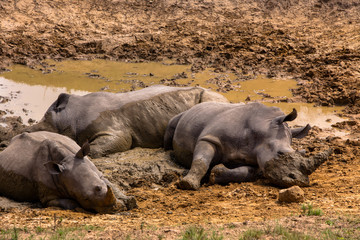 3 Rhinos in Mud Wider