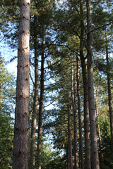 Pine trees in a row