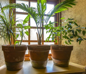 Fototapeta premium Tree plants sitting in the window in pots