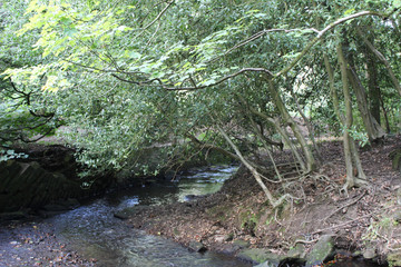 River running through wood