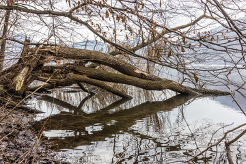 riflessi di rami