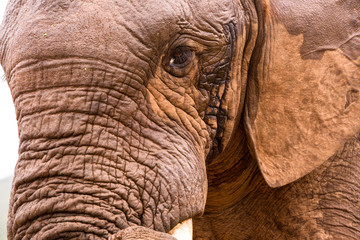 Super Closeup of Elephant's Face