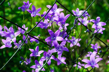 The bell flower, purple flowers Campanula garganica .