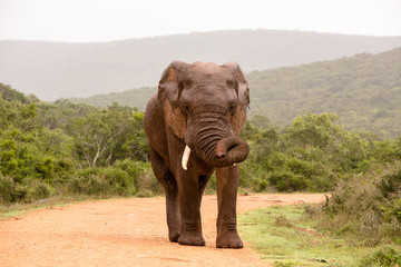 Obraz premium Elephant Giving Warning