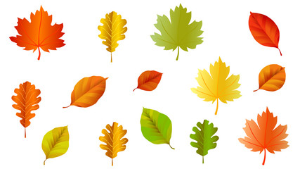 set of autumn leaves on white background