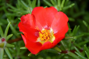 Bright red portulaca flower in the garden close-up.