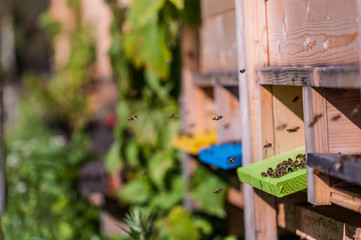 Beekeeping