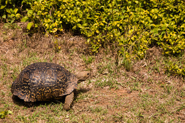 Old Turtle Walking