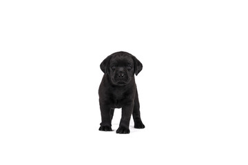 Fototapeta premium 5 week old labrador puppy isolated on a white background standing