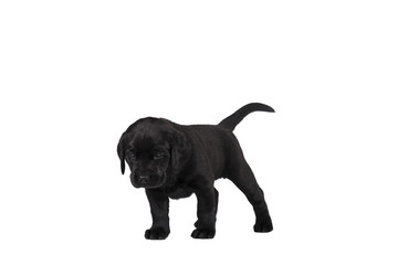 5 week old labrador puppy isolated on a white background standing