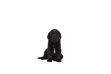 5 week old labrador puppy isolated on a white background sitting