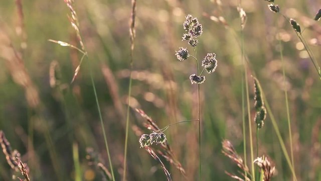 Background of flowers and grass in summer. Pyrenean meadow
