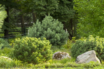 Cultivar dwarf mountain pine Pinus mugo var. pumilio in the rocky garden