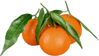 Fresh picked oranges