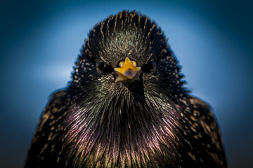 A starling bird sitting on a tree.