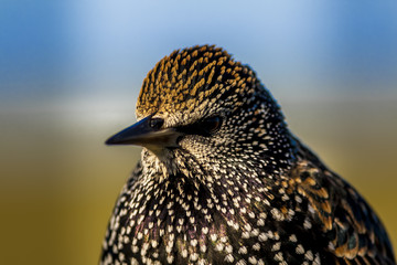 A starling bird sitting on a tree.