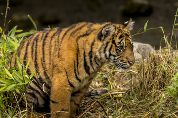 Young tiger on tour.