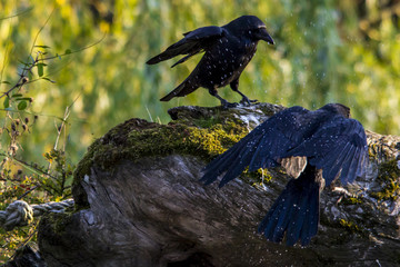 Two crows fighting on a rock.
