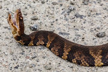 Poison snake viper in attack mode in swamp in Virginia USA