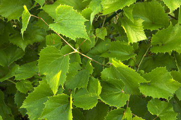 Grape leaves texture