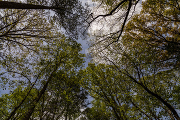 Trees in swamp in Virginia USA