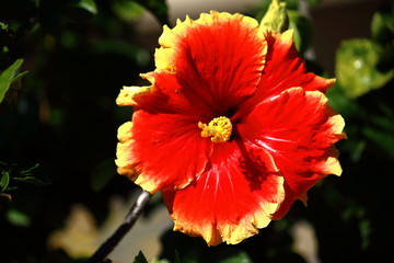 Hibiscusblüte