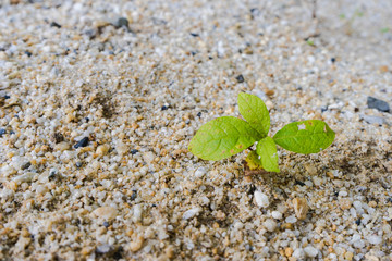 Agriculture. Young plants growing with copy space