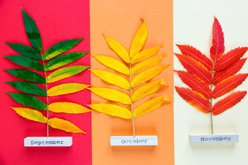 set of different colours leaves on the colorful background.  Autumn, thanksgiving concept.