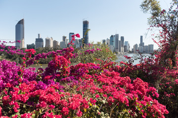 Large group of flowering bougainvillea bushes in the foreground, with out of focus Brisbane skyline in the background. Queensland, Australia. Shallow depth of field.