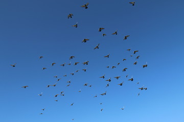 Vol de pigeons voyageurs
