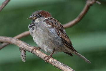 Haussperling