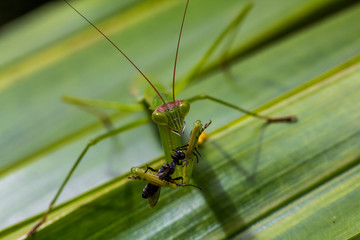 mantis at lunch in thailand