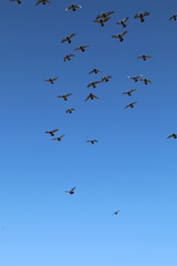 Vol de pigeons voyageurs