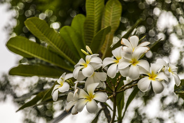 Fototapeta premium Flower in a park in Thailand