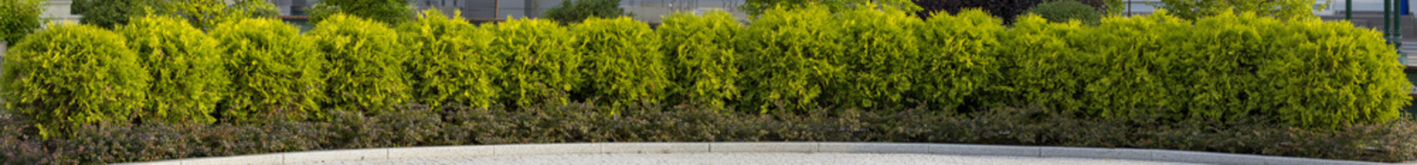 small spherical arborvitae in the park close-up