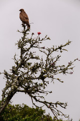 Hawk in a Tree