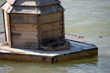Fototapeta na wymiar Houses for ducks on the lake. Taking care of ducks. Man-made nests for gray ducks.