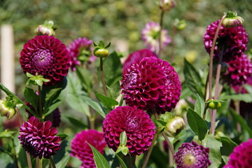 Purple dahlia flower in a English garden