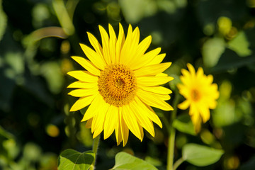 Closeup of a blooming common sunflower (Helianthus)