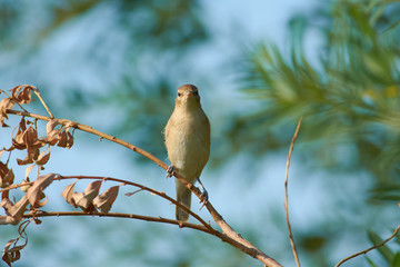 Blyth's reed warbler flew to the branch and looked directly into the camera lens.