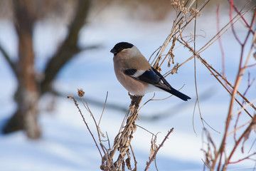 Eurasian bullfinch sitting on a bunch of dry grass against the snow.