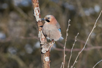Eurasian jay sits on a branch in the forest in a natural habitat: a portrait with a beautiful morning light.