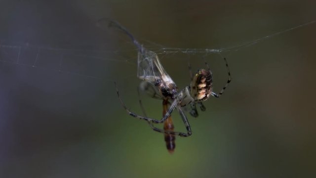 Spider eating the victim - (4K)
