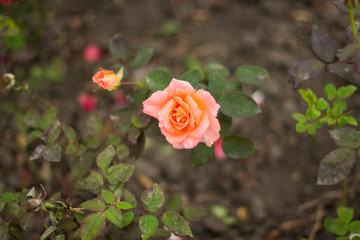 soft focus rose garden flower natural environment with bokeh background effect