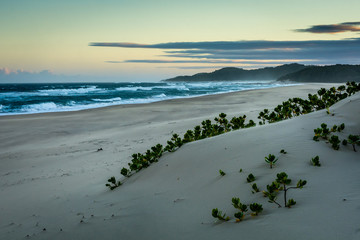 Shoreline sunset with dune creepers and a background of waves